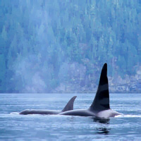 Vancouver Whale Watching Safari