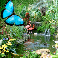 Victoria Butterfly Gardens