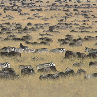 3-Day Amboseli Escapade Safari