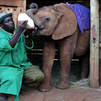 Dr. Dame Daphne Sheldrick's Elephant Orphanage Tour
