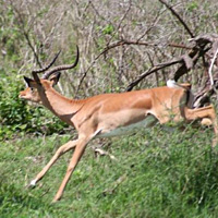 Full-Day Lake Manyara National Park Tour