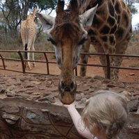 Half-Day Karen Blixen and Giraffe Centre Tour