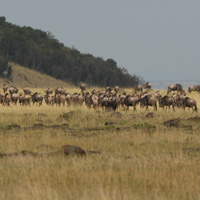 7-Day Masai Footsteps Safari