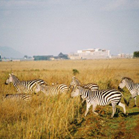 Nairobi National Park Half-Day Tour