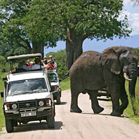 Full-Day Tarangire National Park Tour