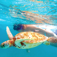 Snorkeling with Sea Turtles