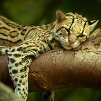 1-Day Pass to Woodland Park Zoo