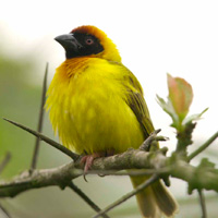 Guided Tour of Woodland Park Zoo