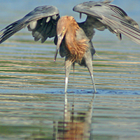 Everglades Swamp Stomp Walking Eco Tour