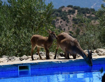 Casas Rurales Los Algarrobales - Cottages Casas Rurales Los Algarrobales - Cottages