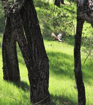 Bird Watcher Inn in Julian, California
